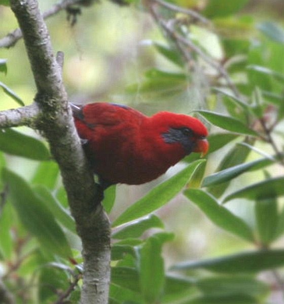 Blue-eared Lory - Robert Hutchinson / Birdtour Asia