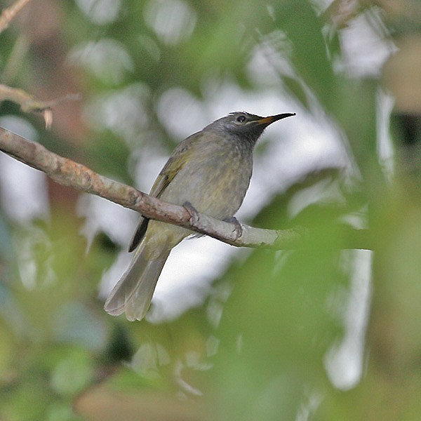 Buru Honeyeater - ML726533