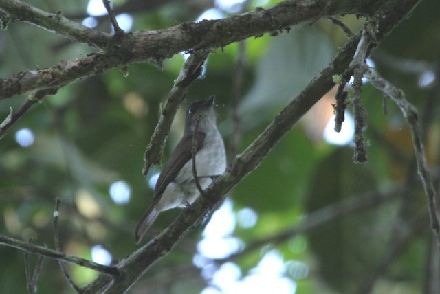 Buru Jungle Flycatcher - ML726536