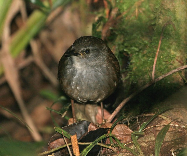 Seram Bush Warbler - ML726538