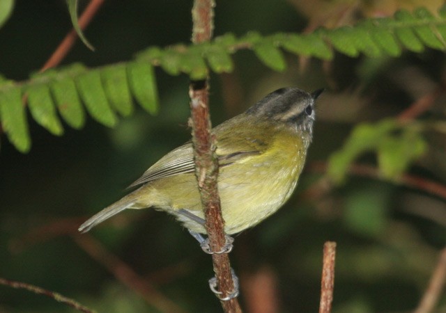 Mosquitero Isleño (ceramensis) - ML726543