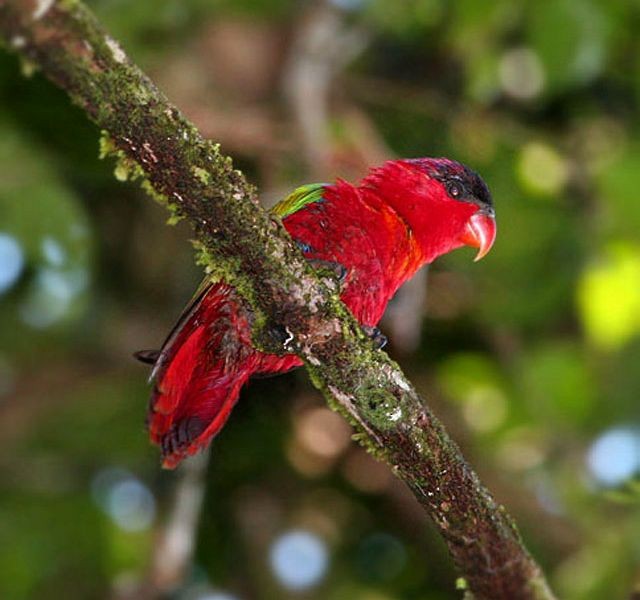 Purple-naped Lory - ML726546