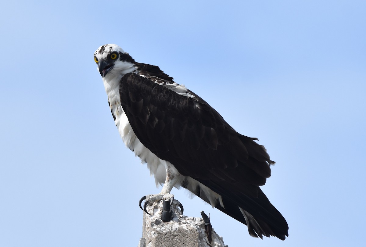 Osprey - Ian Thomson