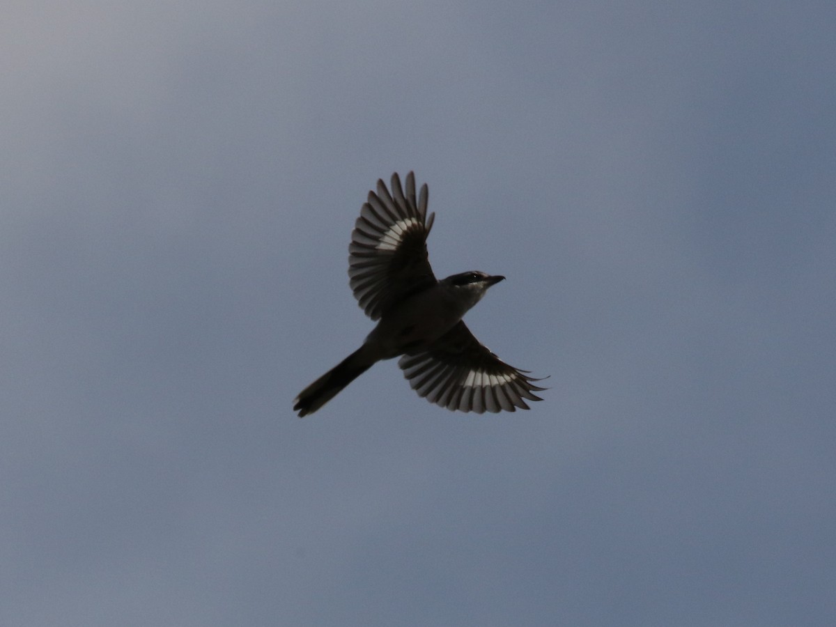 Iberian Gray Shrike - ML72655231