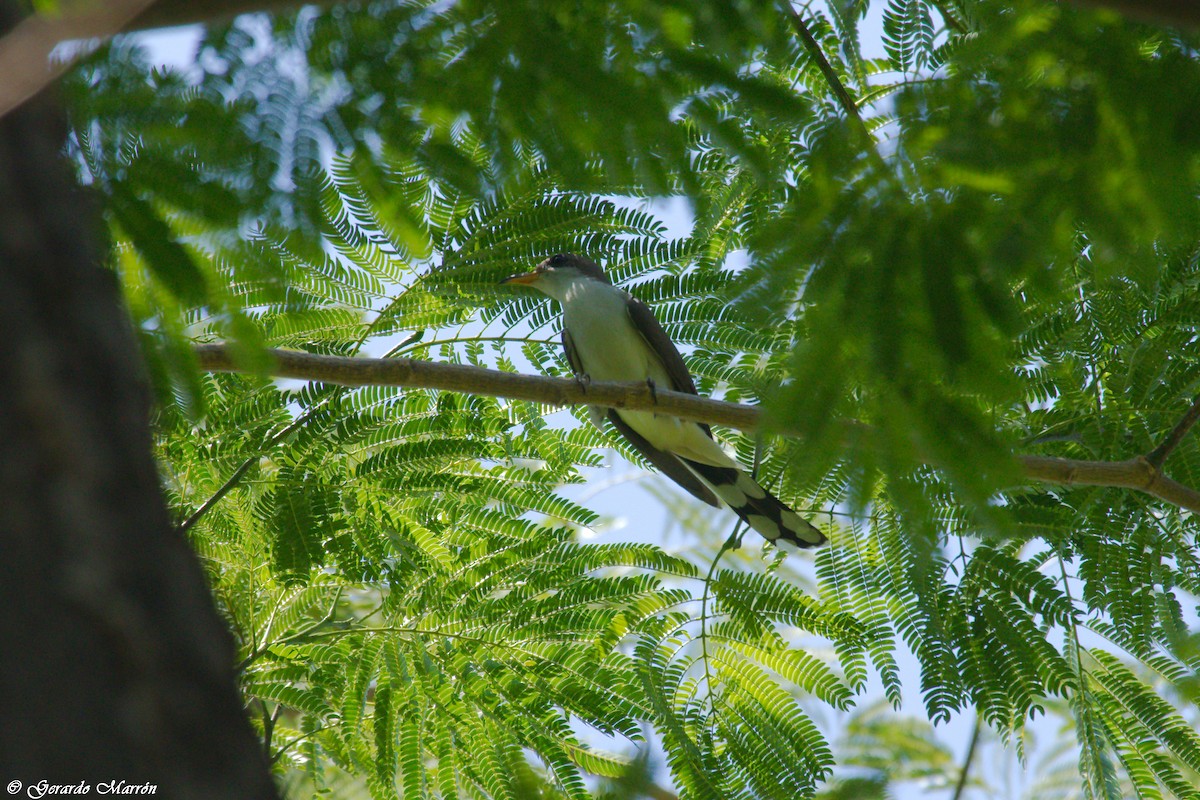 Yellow-billed Cuckoo - ML72656091