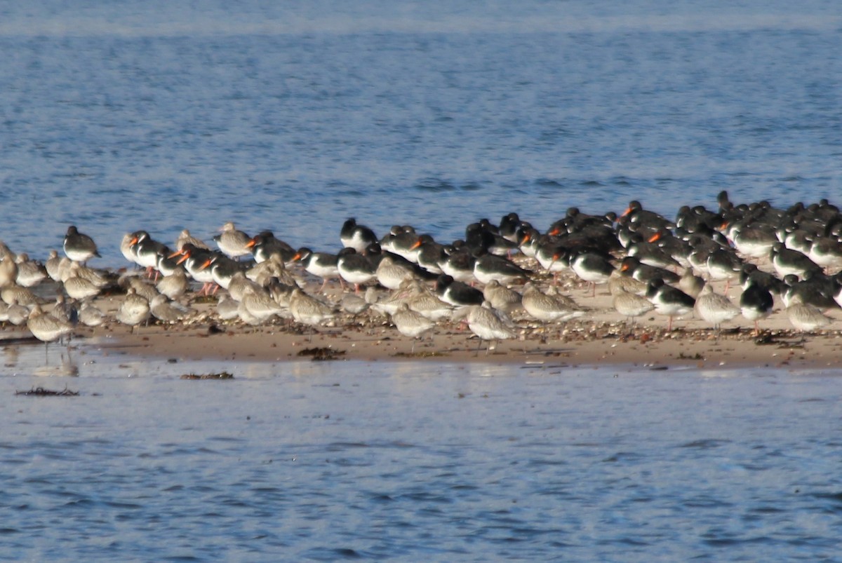 Bar-tailed Godwit - john tuach