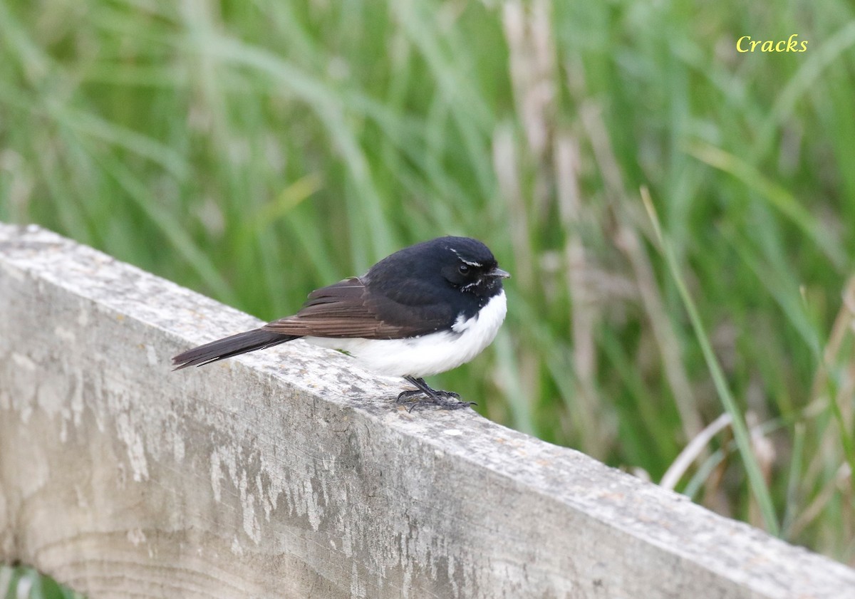 Willie-wagtail - Matt McCrae