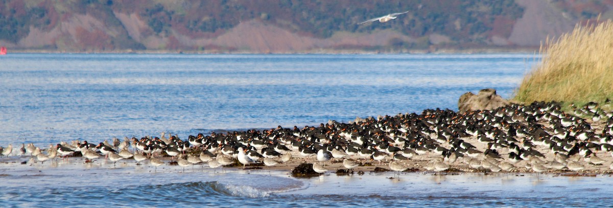 Eurasian Oystercatcher - ML72656781