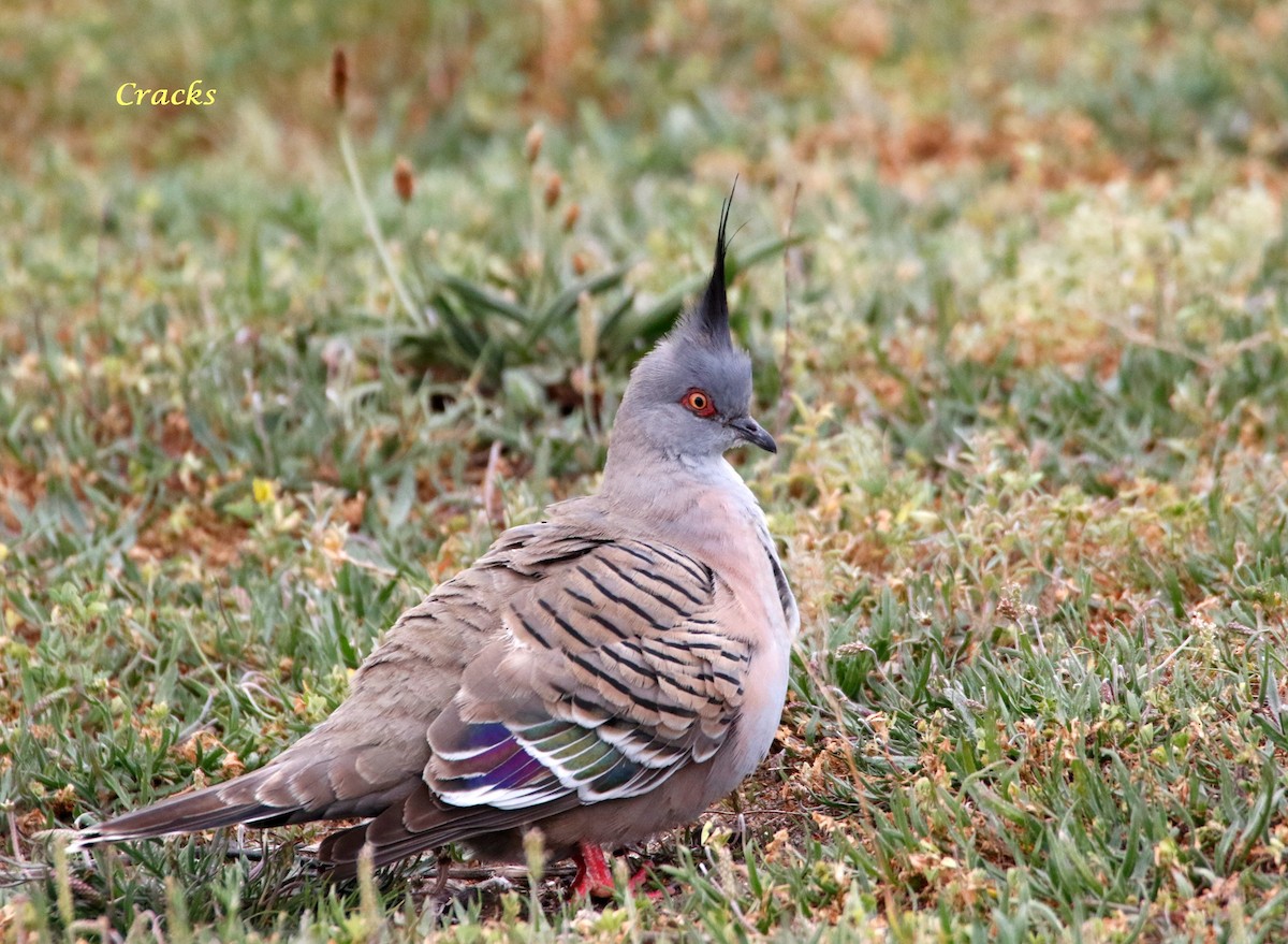 Crested Pigeon - ML72657281
