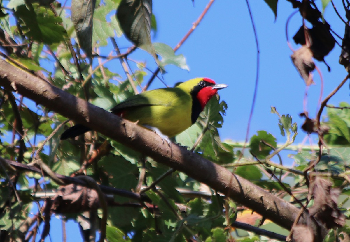 Doherty's Bushshrike - ML72658651