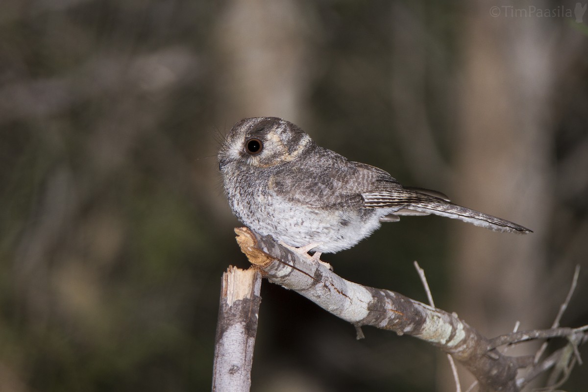 Australian Owlet-nightjar - Timothy Paasila