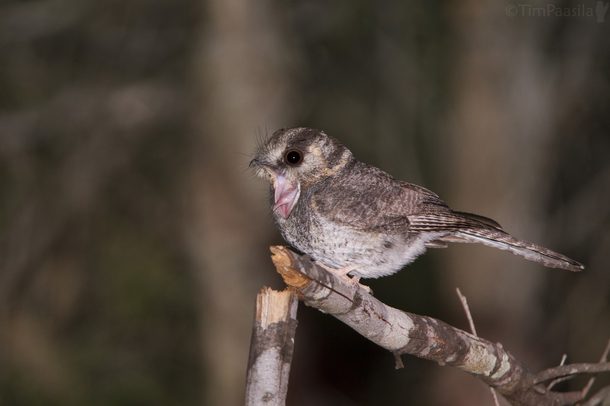 Australian Owlet-nightjar - ML72658931