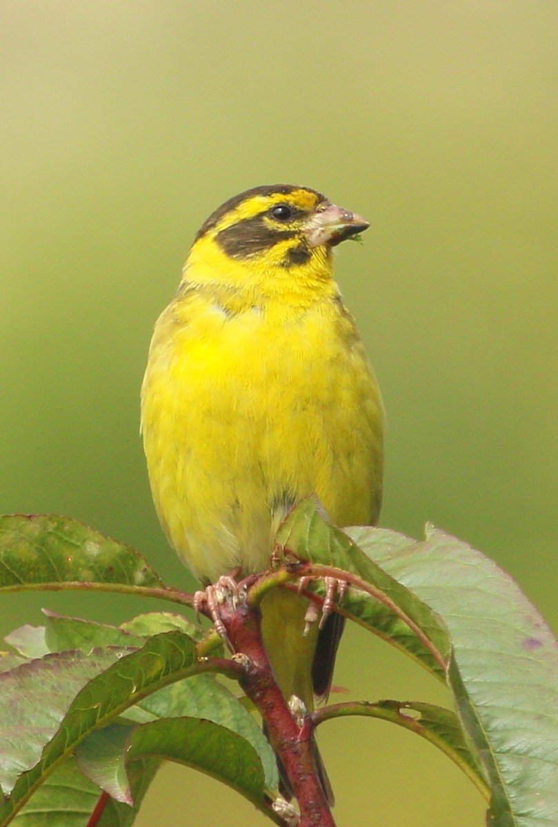 Yellow-breasted Greenfinch - Gopi Krishna