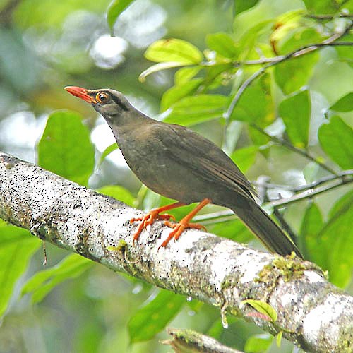 Sulawesi Thrush - ML726597