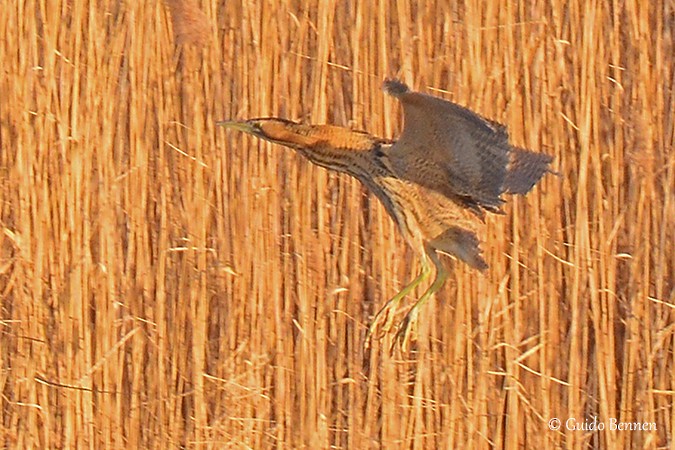 Great Bittern - ML72659721