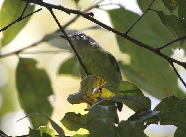 Mosquitero Isleño (everetti) - ML726599