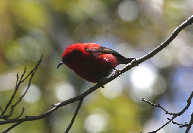 Mielero del Wakolo (wakoloensis) - ML726600