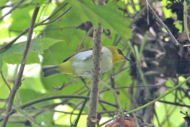 Black-ringed White-eye - ML726601