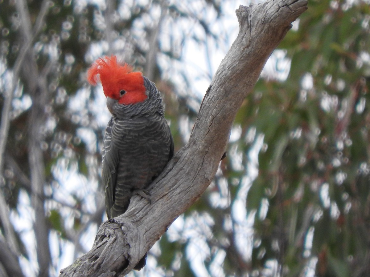 Gang-gang Cockatoo - ML72660191