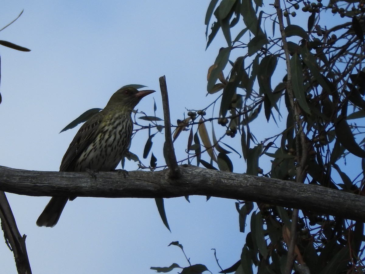 Olive-backed Oriole - ML72660241