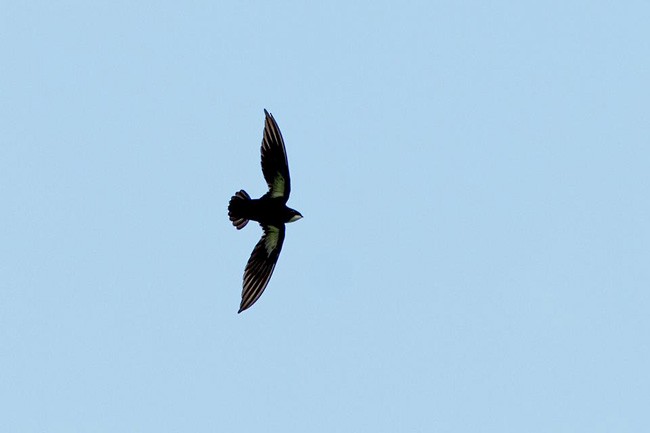 Philippine Spinetail - ML726613