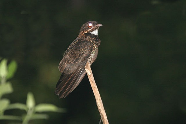 Bonaparte's Nightjar - ML726615