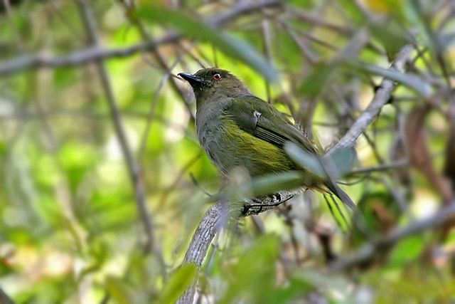 Hylocitrin à flancs jaunes (bonensis) - ML726621