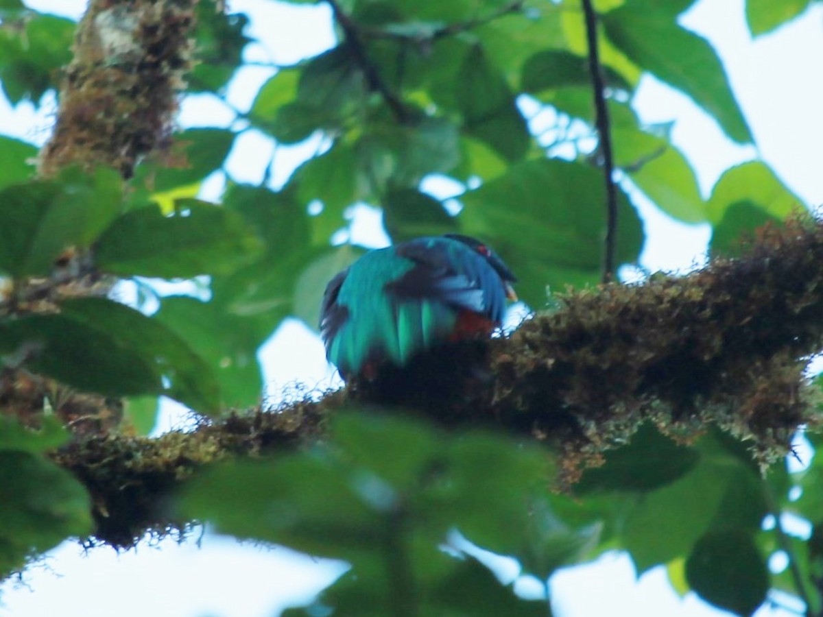 Crested Quetzal - ML72663011