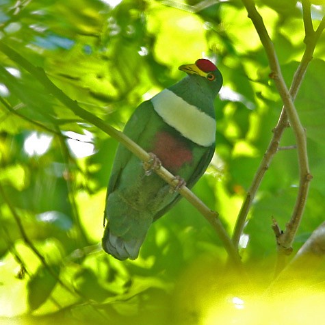 White-breasted Fruit-Dove - Robert Hutchinson