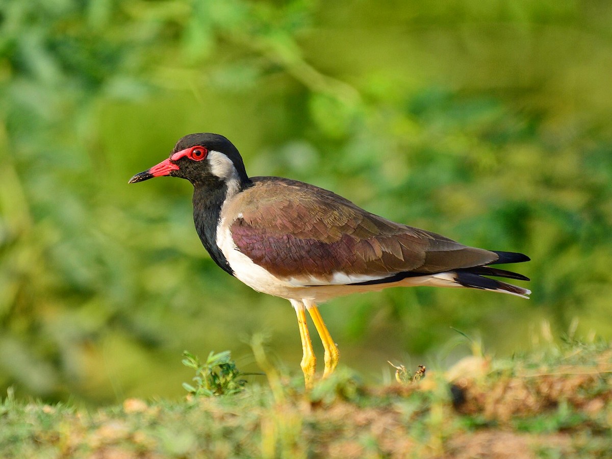 Red-wattled Lapwing - ML72663381