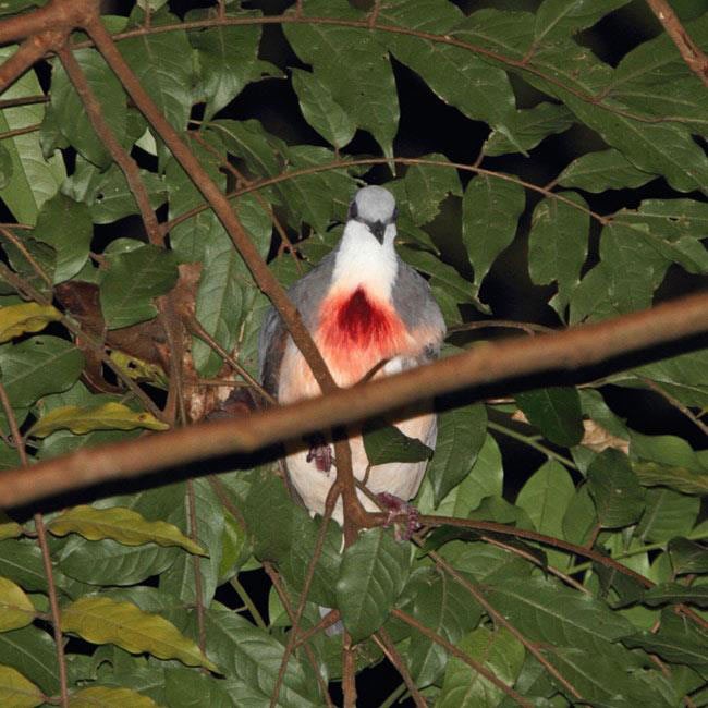 Luzon Bleeding-heart - ML726636