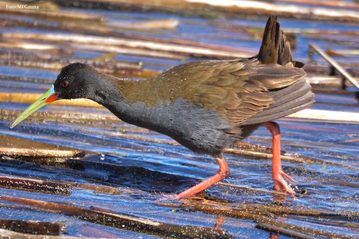 Plumbeous Rail - ML72663741