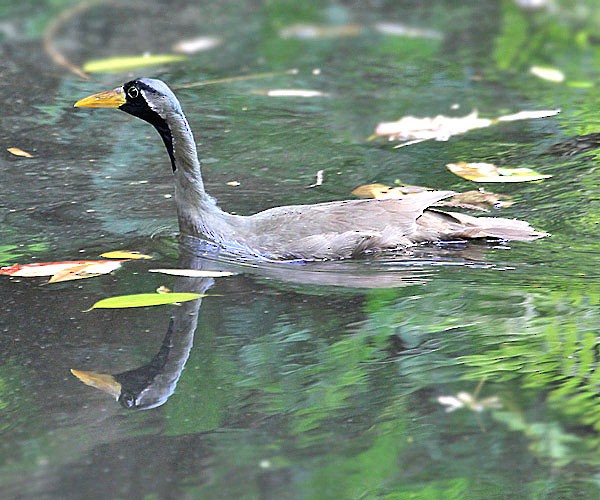 Masked Finfoot - ML726641