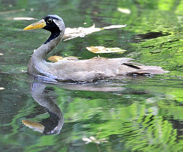 Masked Finfoot - ML726642