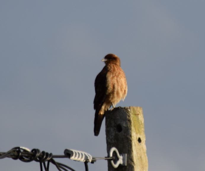 Chimango Caracara - ML72664271