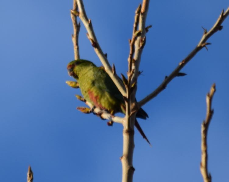 Austral Parakeet - ML72664301