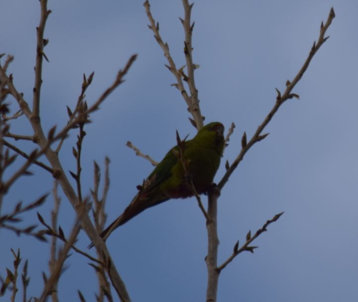 Austral Parakeet - ML72664311
