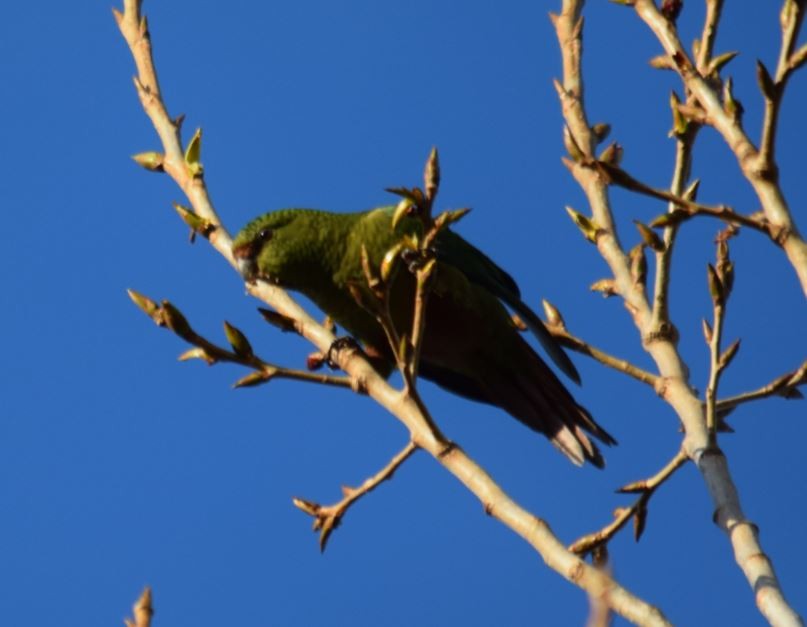 Austral Parakeet - ML72664321