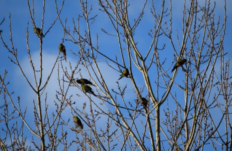 Austral Parakeet - ML72664331