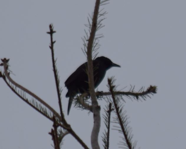 Austral Blackbird - ML72664391