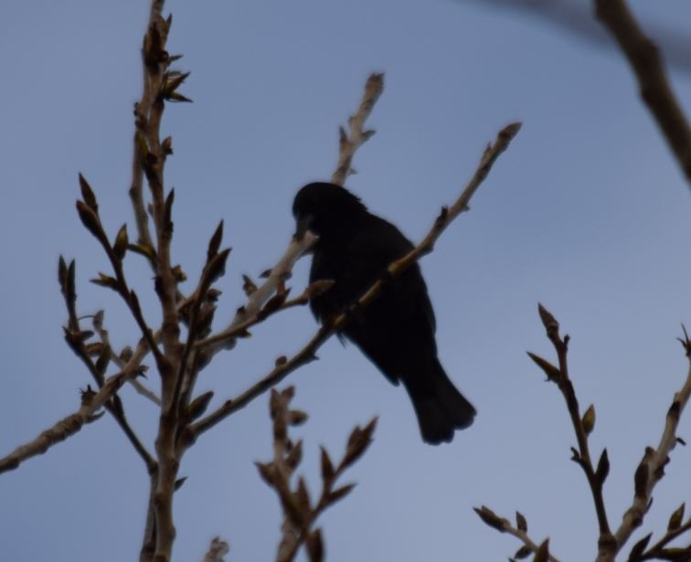 Austral Blackbird - ML72664401