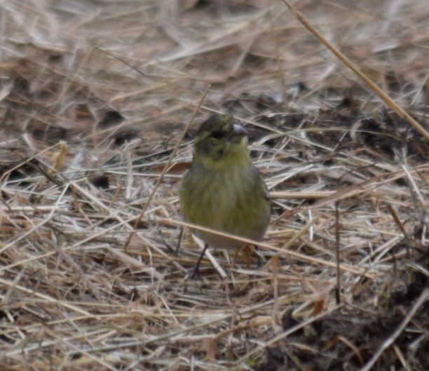 Black-chinned Siskin - ML72664411
