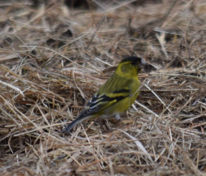 Black-chinned Siskin - ML72664421