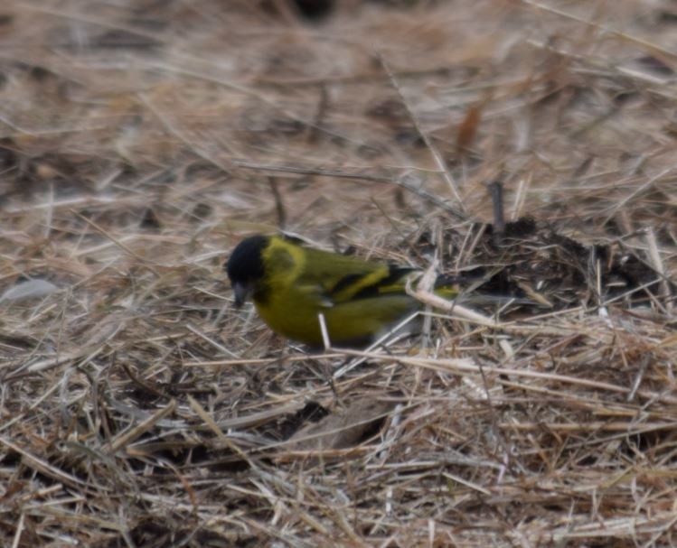 Black-chinned Siskin - ML72664431
