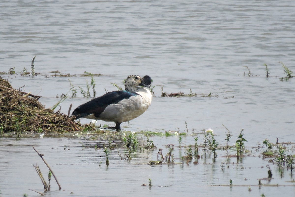 Knob-billed Duck - ML72664511