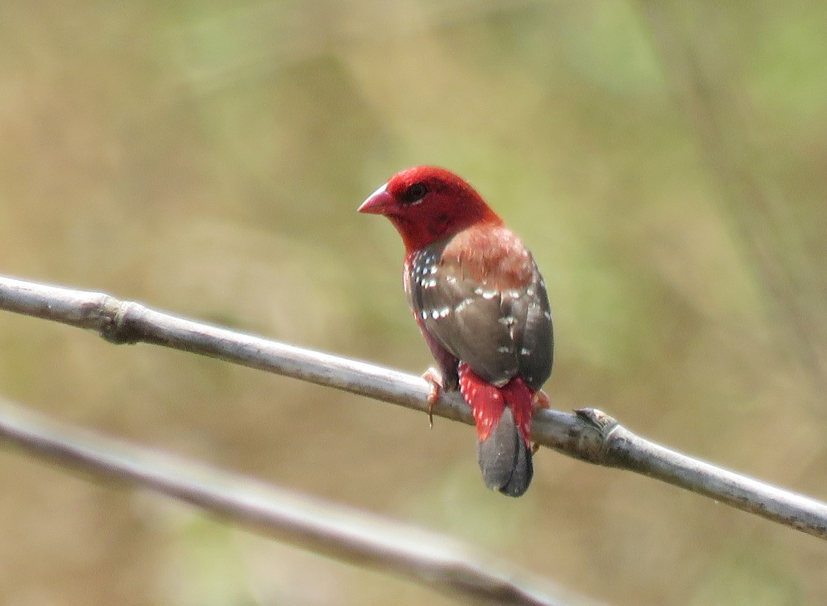 Red Avadavat - ML72664661