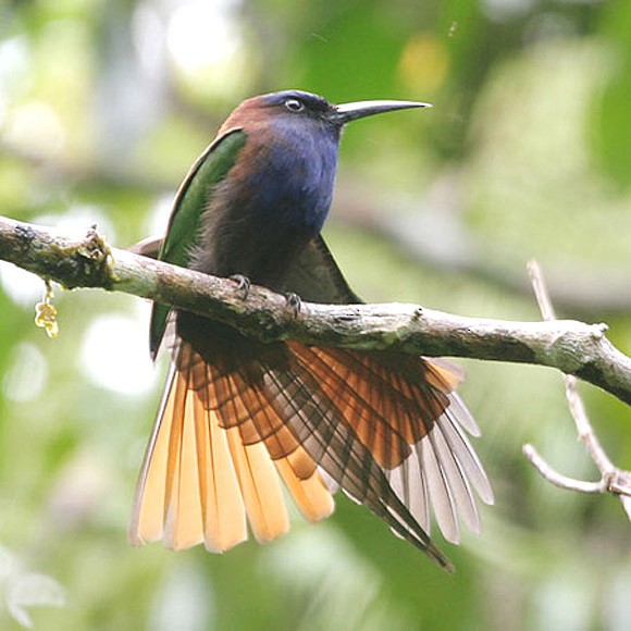 Purple-bearded Bee-eater - Robert Hutchinson / Birdtour Asia