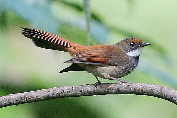 Sulawesi Fantail - Robert Hutchinson