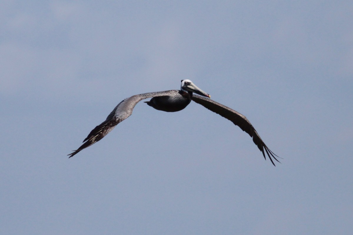 Brown Pelican - Michael Todd