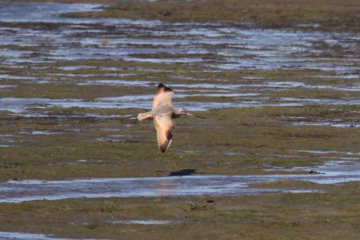 Marbled Godwit - ML72666301